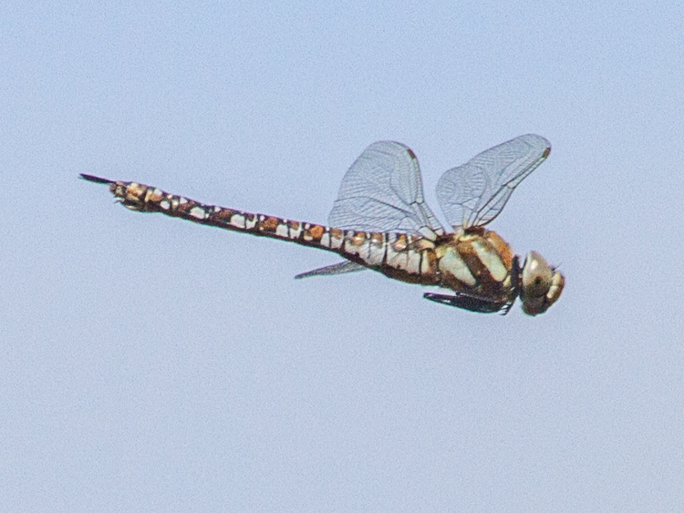 Migrant Hawker